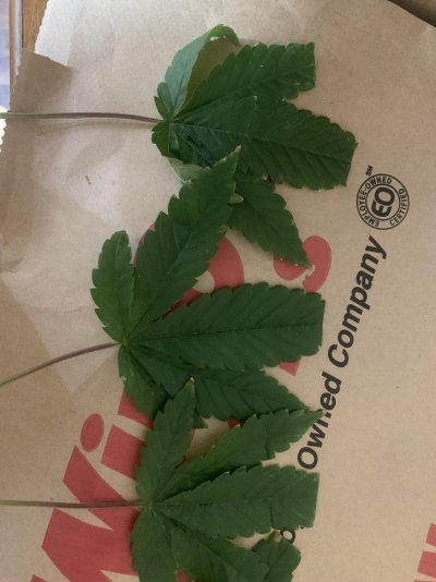 deficiency-possibly-any-help-or-ideas-4.jpeg