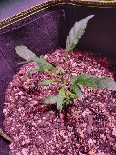 Should I still top my plants?