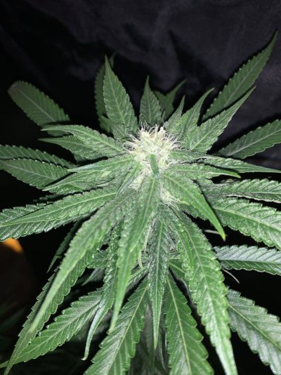black-pistils-week-4-of-flower-4.jpeg