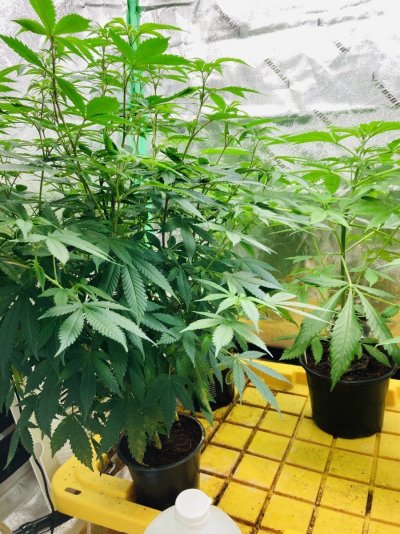 Going on vacation need some advice leaving my plants