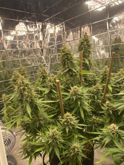 First AutoFlower run, opinions/comments wanted