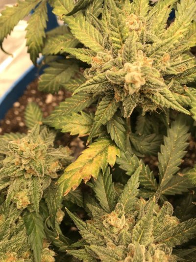 Need help to save my girls!