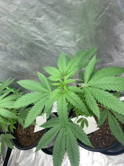 I think my girls are lacking something and ideas?