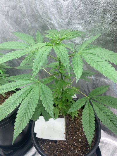 I think my girls are lacking something and ideas?
