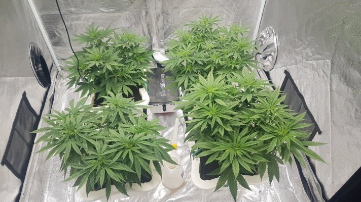 grape-ape-2-weeks-since-flip-2.jpg