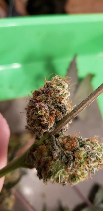 White Widow (Dutch Passion) and GG grow - BobHasBurgers