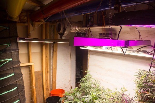 Which LED's to buy