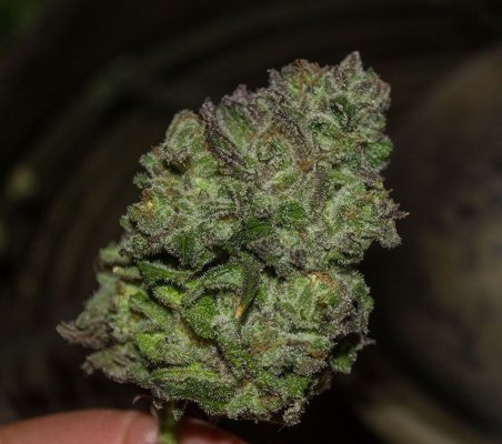 Gmd's Freaky Grow Dungeon