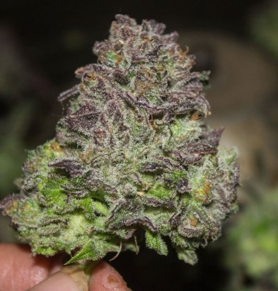 Gmd's Freaky Grow Dungeon