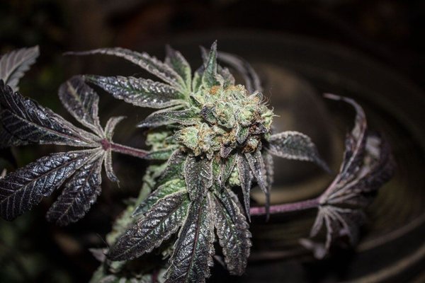 Gmd's Freaky Grow Dungeon