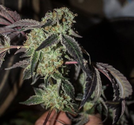 Gmd's Freaky Grow Dungeon