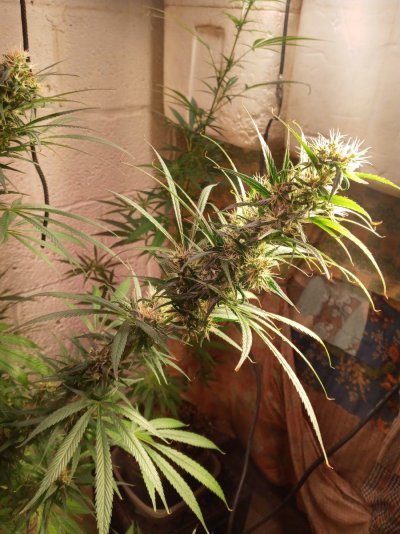 chillywilly-is-back-with-hawaiian-punch-grow-8.jpg