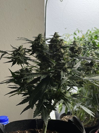 Bruce Banner Auto Droopy Leaves - Comparing Roots Organic Buddha Grow and Bloom to Fox Farm Trio