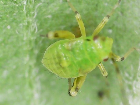 Can you identify these creepy crawlies???