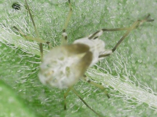Can you identify these creepy crawlies???