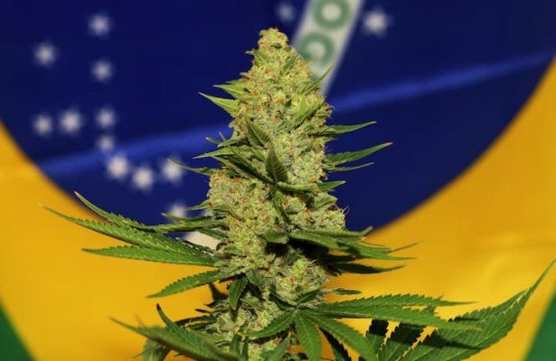 Brazil Court Approves Home Grown Cannabis For Medical Use