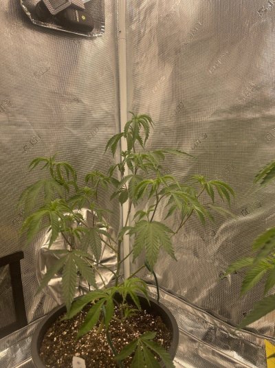 5-weeks-into-some-clones-and-im-having-some-sort-of-lockout-5.jpg