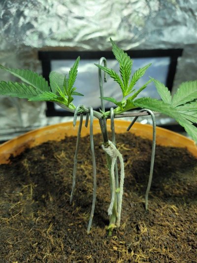 new-grow-attempt-mainlining.jpg
