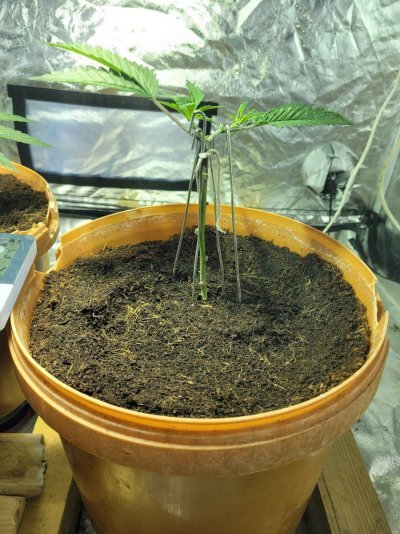 new-grow-attempt-mainlining-2.jpg