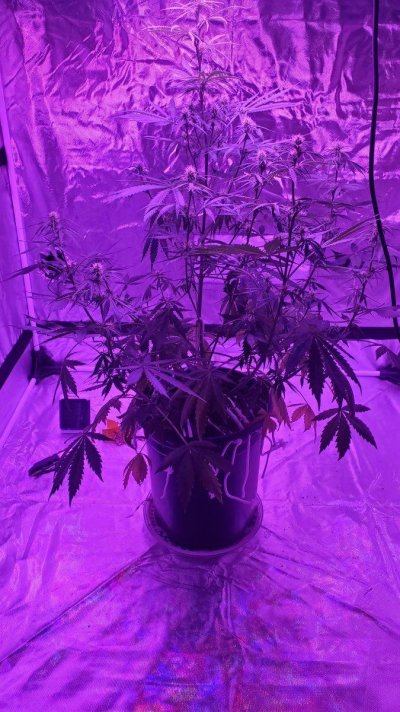 bottom-leafs-dying-to-fast-2.jpg