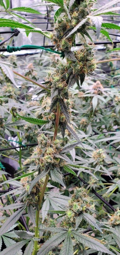 Let's See Your Frostiest Flowers