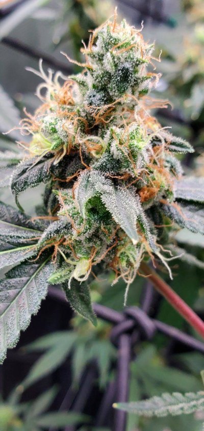 Let's See Your Frostiest Flowers