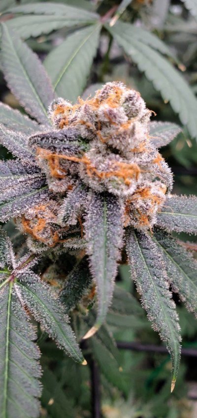 Let's See Your Frostiest Flowers