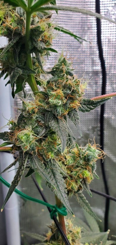 Let's See Your Frostiest Flowers