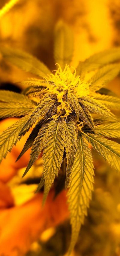 Week 4 of flower.....wishing they were bigger