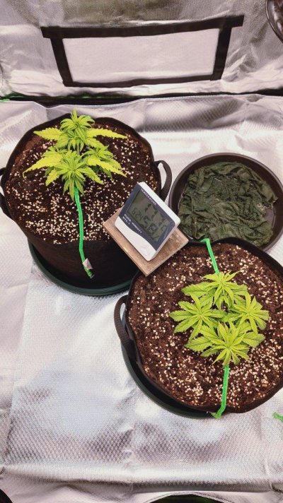First Time Indoor Soil Grow..