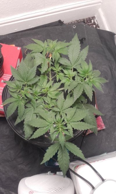 UK 🇬🇧 Growers Circle Everybody Welcome ⭕️