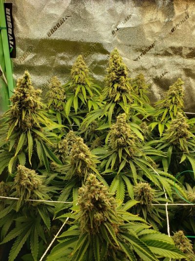 The Ganjafarmer's new grow room 2022