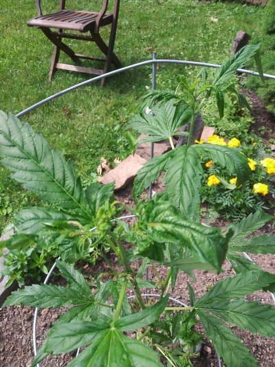 can-anyone-tell-me-what-the-problem-is-with-my-plants-2.jpg