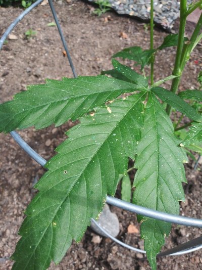 can-anyone-tell-me-what-the-problem-is-with-my-plants-7.jpg