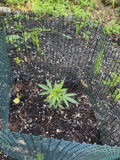 nestas-og-and-bubba-kush-grow-3.jpeg