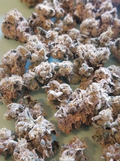start-of-2nd-grow-this-time-in-soil-6.jpg