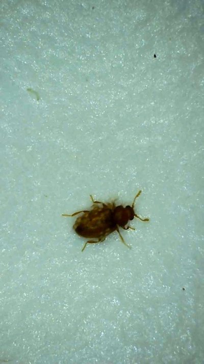 Bug ID - Anyone see one of these before?!