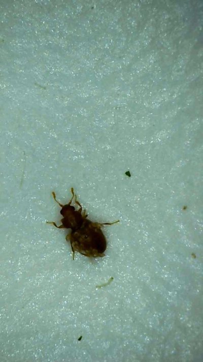 Bug ID - Anyone see one of these before?!