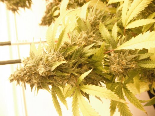 perpetual buds