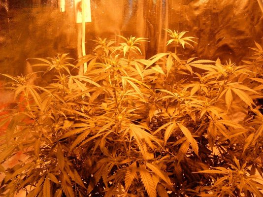 new grow 004.JPG