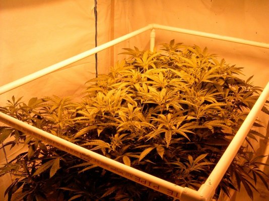 new grow 005.JPG