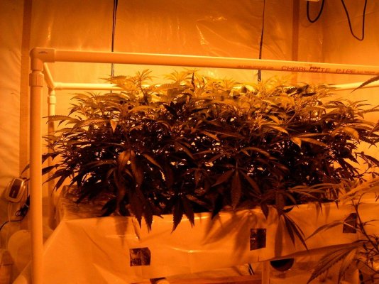 new grow 006.JPG