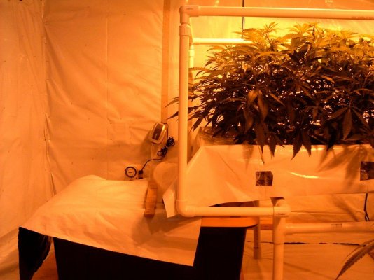 new grow 007.JPG