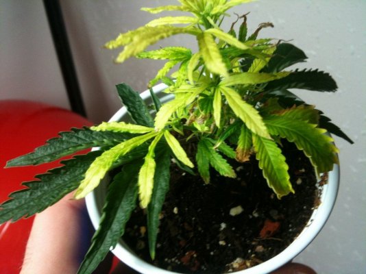 New Growth Leaves Turning Yellow BIG PROBLEM HELP!!??
