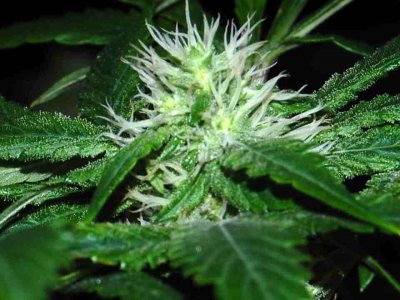 ChemD f2/LSD/RKS