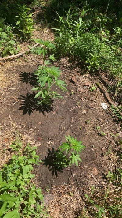 indoor-vs-outdoor-white-widow-4.jpeg