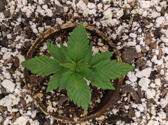 my-overly-ambitious-first-grow-2.jpg
