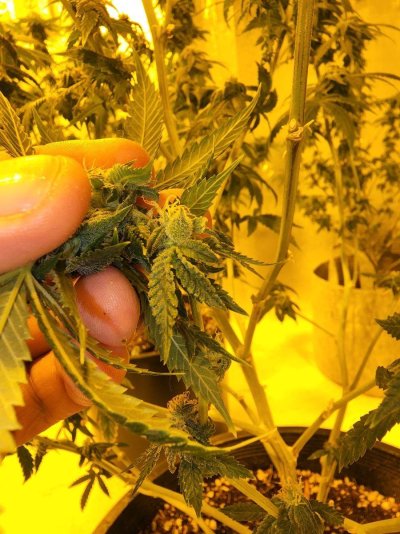 Found a hermie....are these plants hermies too?