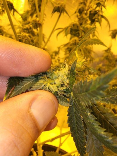 Found a hermie....are these plants hermies too?