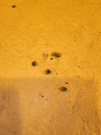 Found a hermie....are these plants hermies too?